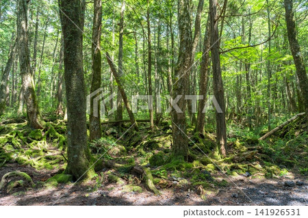 Aokigahara Jukai at the foot of Mt. Fuji Aokigahara Jukai at the foot of Mt. Fuji 141926531