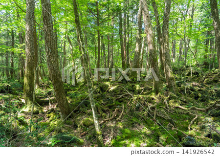 Aokigahara Jukai at the foot of Mt. Fuji Aokigahara Jukai at the foot of Mt. Fuji 141926542