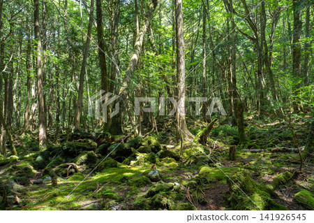 富士山腳下的青木原樹海 富士山腳下的青木原樹海 141926545