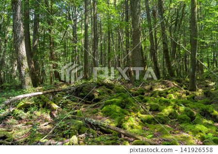 富士山腳下的青木原樹海 141926558