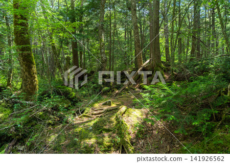 Aokigahara Jukai at the foot of Mt. Fuji Aokigahara Jukai at the foot of Mt. Fuji 141926562