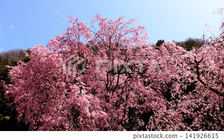 Seiyunji Temple in the full bloom of spring (01) Seiyunji Temple in the full bloom of spring (01) 141926615