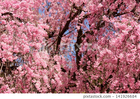 Seiyunji Temple in the full bloom of spring (13) Seiyunji Temple in the full bloom of spring (13) 141926684