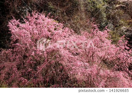Seiyunji Temple in the full bloom of spring (14) Seiyunji Temple in the full bloom of spring (14) 141926685