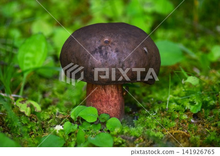 A plump mushroom quietly growing along a forest path. A plump mushroom quietly growing along a forest path. 141926765