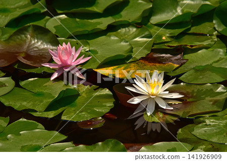 Cistibly blooming water lily Cistibly blooming water lily 141926909