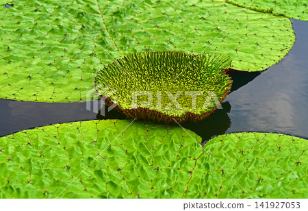 Mysterious giant water lily leaves Mysterious giant water lily leaves 141927053
