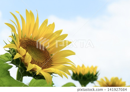 Sunflowers blooming towards the blue sky Sunflowers blooming towards the blue sky 141927084