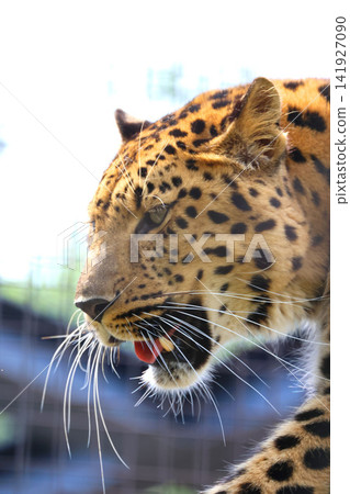 Amur leopard at Asahiyama Zoo (Asahikawa, Hokkaido) Amur leopard at Asahiyama Zoo (Asahikawa, Hokkaido) 141927090