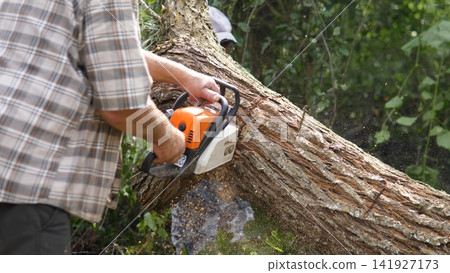 Worker uses chainsaw to cut thick fallen trunk in wooded area, with rough bark, flying sawdust, partial figure in background, natural daylight, forest cleanup and timber work Worker uses chainsaw to cut thick fallen trunk in wooded area, with rough bark, flying sawdust, partial figure in background, natural daylight, forest cleanup and timber work 141927173