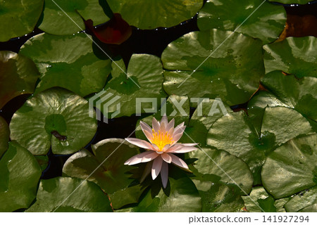 Cistibly blooming water lily Cistibly blooming water lily 141927294
