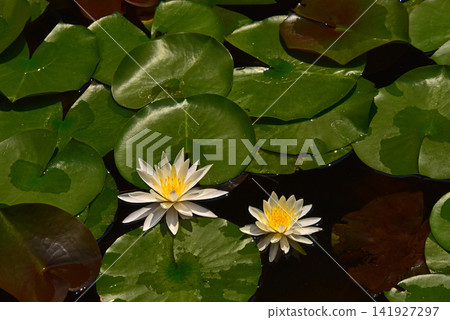 Cistibly blooming water lily Cistibly blooming water lily 141927297