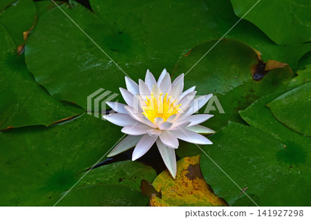 Cistibly blooming water lily Cistibly blooming water lily 141927298