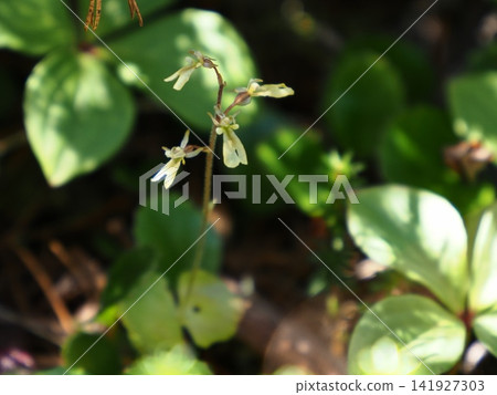 Japanese aster (Miyama Futaba orchid) blooming in the forest Japanese aster (Miyama Futaba orchid) blooming in the forest 141927303