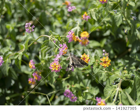 Swallowtail butterfly sucking lantana nectar Swallowtail butterfly sucking lantana nectar 141927305