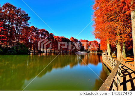 Bessho Marsh Park in late autumn: Reflections of deciduous coniferous trees with their autumn foliage (long exposure). Bessho Marsh Park in late autumn: Reflections of deciduous coniferous trees with their autumn foliage (long exposure). 141927470