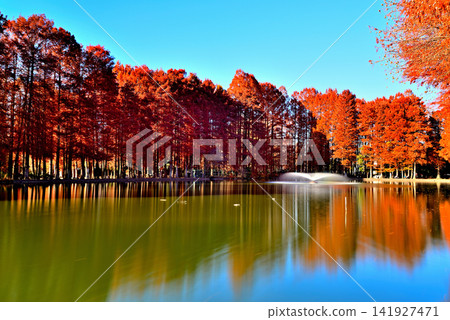 Bessho Marsh Park in late autumn: Reflections of deciduous coniferous trees with their autumn foliage (long exposure). Bessho Marsh Park in late autumn: Reflections of deciduous coniferous trees with their autumn foliage (long exposure). 141927471