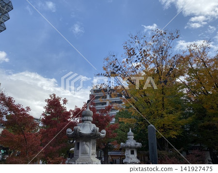 A stone lantern standing in the grounds of Shichibashira Shrine, with autumn leaves and a blue sky. A stone lantern standing in the grounds of Shichibashira Shrine, with autumn leaves and a blue sky. 141927475