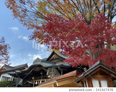 Vibrant red maple leaves adorn the shrine buildings of Shichu Shrine. Vibrant red maple leaves adorn the shrine buildings of Shichu Shrine. 141927476