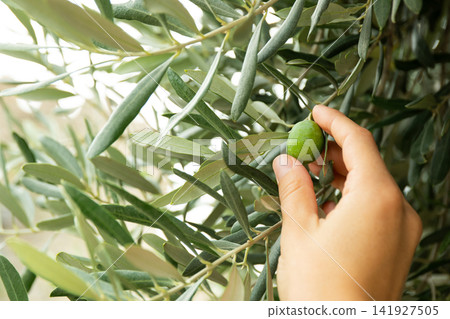 Hand reaches for a ripe olive among lush green leaves Hand reaches for a ripe olive among lush green leaves 141927505