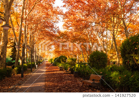 Colorful autumn leaves blanket pathway in tranquil park Colorful autumn leaves blanket pathway in tranquil park 141927520