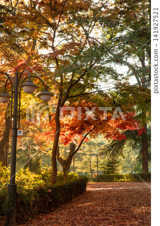 Trees with vibrant autumn foliage create a serene atmosphere along the pathway Trees with vibrant autumn foliage create a serene atmosphere along the pathway 141927521