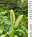 Summer wildflowers: Foxtail grass spikes and green weeds 141927555