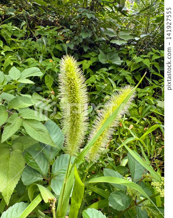 夏季野花：狗尾草的穗狀花序和綠色的雜草 141927555