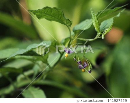 Flowers of Solanum sarmentosum Flowers of Solanum sarmentosum 141927559