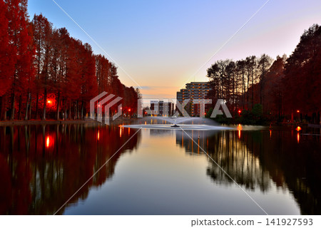 Bessho Numa Park in late autumn - Reflections of deciduous conifers with their autumn leaves Bessho Numa Park in late autumn - Reflections of deciduous conifers with their autumn leaves 141927593
