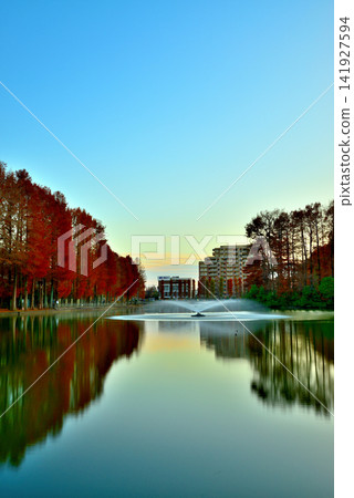 Bessho Numa Park in late autumn - Reflections of deciduous conifers with their autumn leaves Bessho Numa Park in late autumn - Reflections of deciduous conifers with their autumn leaves 141927594