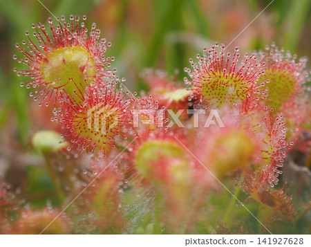 Sundews in the early morning (20260722053201) Sundews in the early morning (20260722053201) 141927628