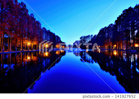 深秋的別所沼公園:落葉針葉樹的夜景,秋葉斑斕。 深秋的別所沼公園:落葉針葉樹的夜景,秋葉斑斕。 141927652