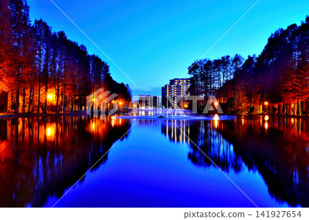 Bessho Numa Park in late autumn: Night view of deciduous conifers with their autumn leaves Bessho Numa Park in late autumn: Night view of deciduous conifers with their autumn leaves 141927654