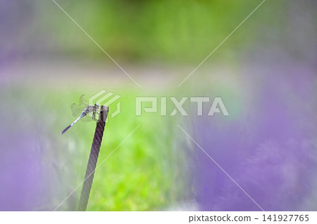 我在夏日森林裡遇到了豆娘 141927765