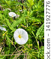 White morning glory flowers blooming outdoors in summer 141927776