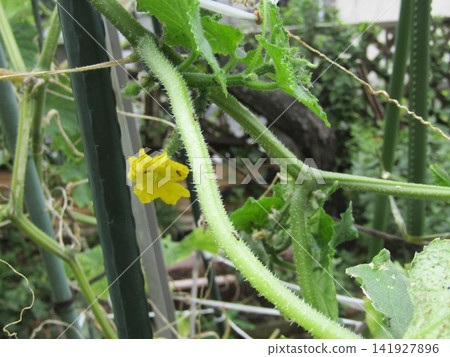 The flowers are cucumber-shaped The flowers are cucumber-shaped 141927896
