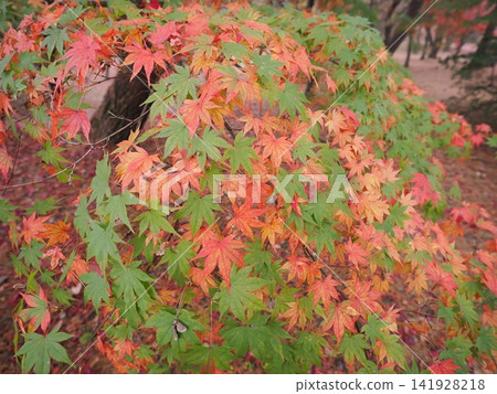 Autumn leaves at Kaminoyama Park in Ikaho, Gunma Prefecture Autumn leaves at Kaminoyama Park in Ikaho, Gunma Prefecture 141928218