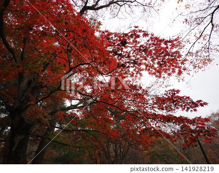 Autumn leaves at Kaminoyama Park in Ikaho, Gunma Prefecture Autumn leaves at Kaminoyama Park in Ikaho, Gunma Prefecture 141928219