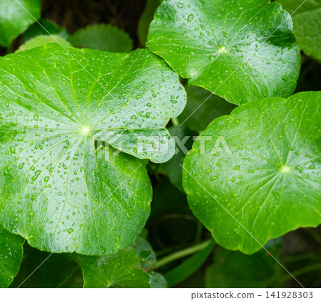 Centella asiatica, gotu kola green leaves fresh background, oraganic Leaf plant with rain water texture herbal asiatic raw food vegetable and medicine beauty cosmetic, gardent nature tropical summer. Centella asiatica, gotu kola green leaves fresh background, oraganic Leaf plant with rain water texture herbal asiatic raw food vegetable and medicine beauty cosmetic, gardent nature tropical summer. 141928303