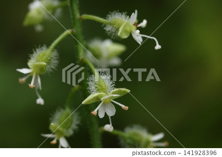 自然,植物,*水田魔草*,花朵著生於長長的花梗上。苞片下方的子房密被細小的鉤狀毛。 自然,植物,*水田魔草*,花朵著生於長長的花梗上。苞片下方的子房密被細小的鉤狀毛。 141928396