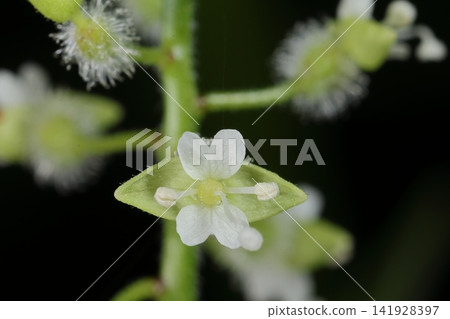 Nature, Plants, Watercress: The petals are two in number and notched. There are two stamens and two sepals. Nature, Plants, Watercress: The petals are two in number and notched. There are two stamens and two sepals. 141928397