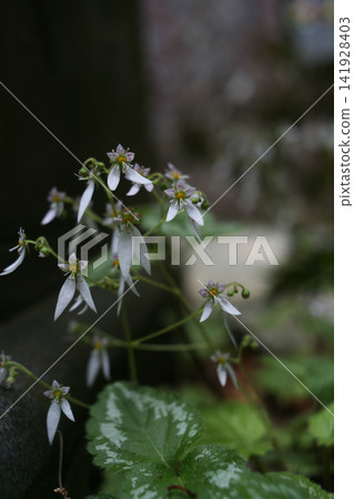 Flower of Dimongeishi Flower of Dimongeishi 141928403