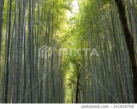 Summer bamboo grove path in Arashiyama, Kyoto Summer bamboo grove path in Arashiyama, Kyoto 141928708