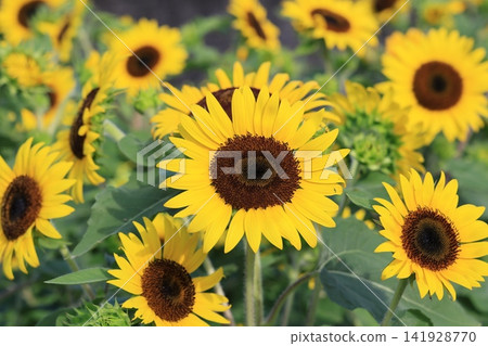 Seasonal flowers Seasonal flowers 141928770