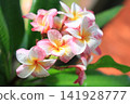 季節性的花朵 141928777