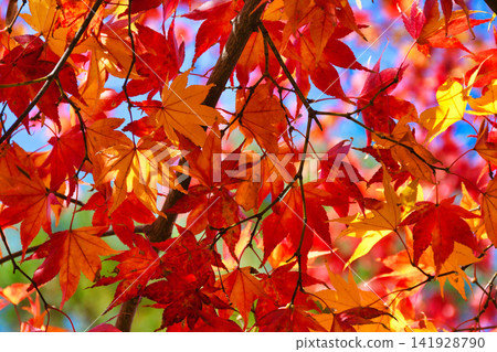 京都、寶嚴院、紫室庭園、美麗的紅葉(京都府京都市右京區) 京都、寶嚴院、紫室庭園、美麗的紅葉(京都府京都市右京區) 141928790