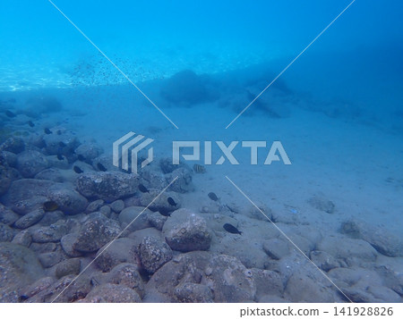一群刺尾魚(幼魚)在岩石和沙地間遊動。 一群刺尾魚(幼魚)在岩石和沙地間遊動。 141928826