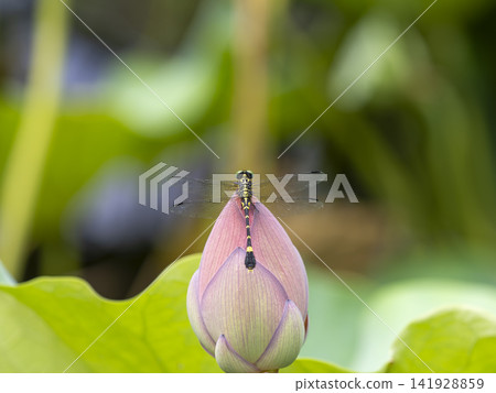 A female Common Skimmer dragonfly perched on a lotus bud. A female Common Skimmer dragonfly perched on a lotus bud. 141928859