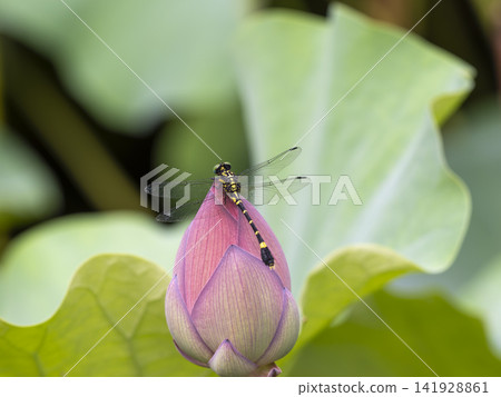 A female Common Skimmer dragonfly perched on a lotus bud. A female Common Skimmer dragonfly perched on a lotus bud. 141928861